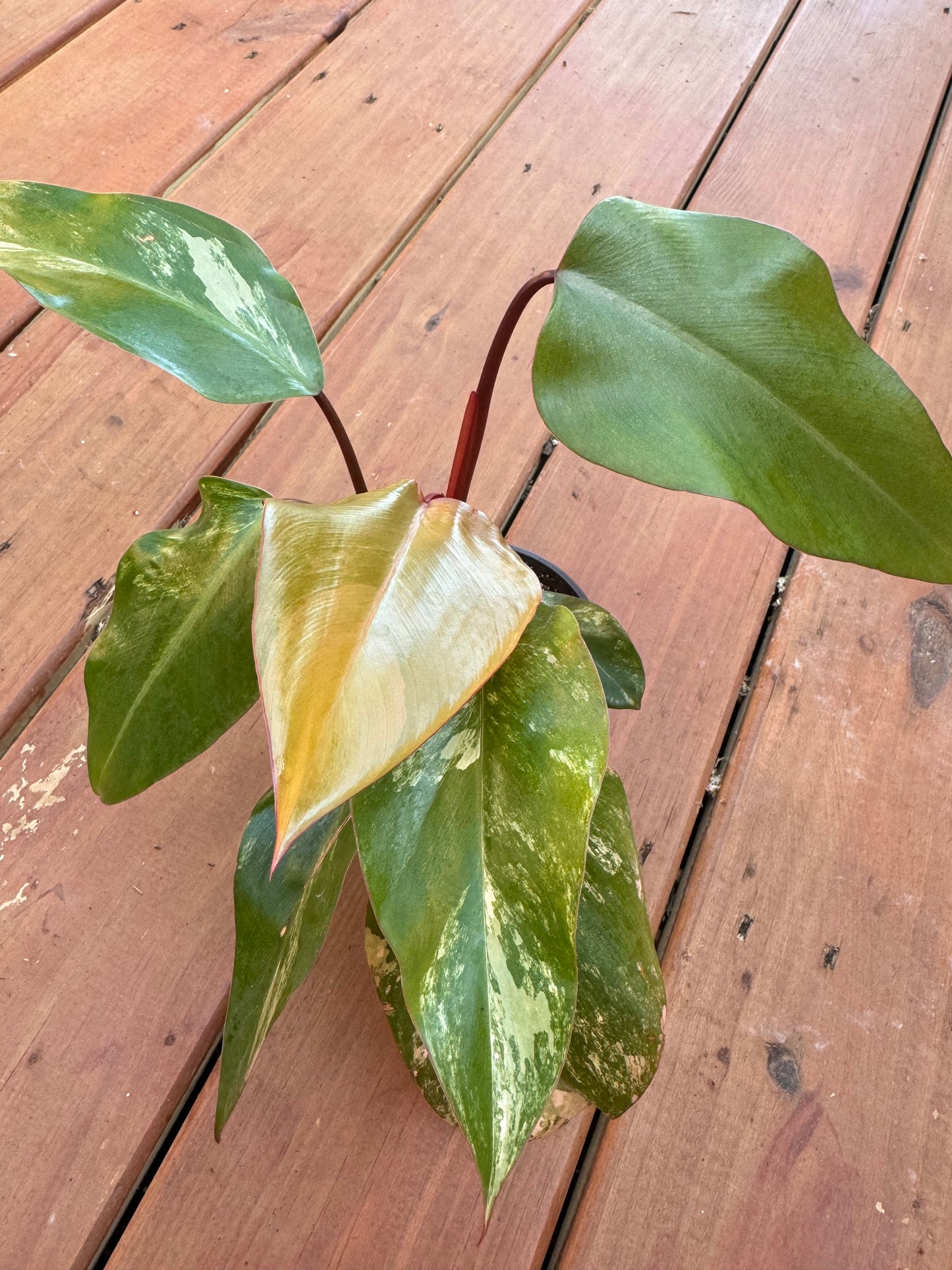 4” Strawberry Shake Philodendron