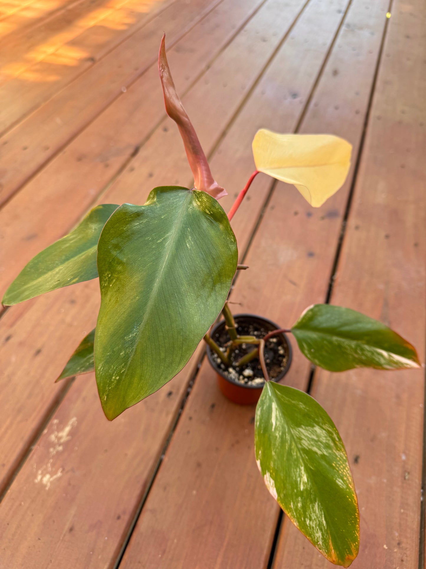 4” Strawberry Shake Philodendron