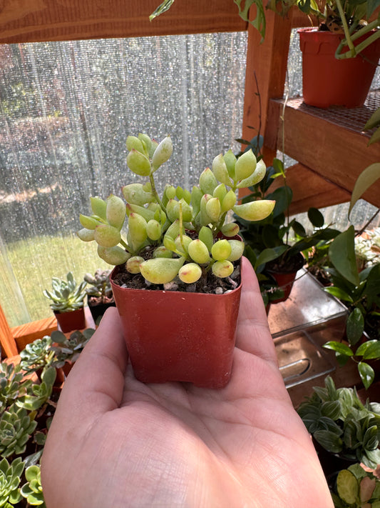 2” Cotyledon Pendens