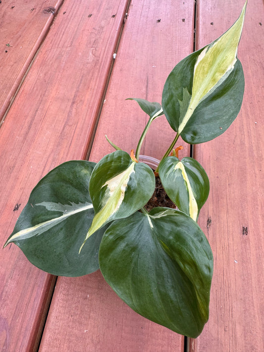 4” Philodendron Gabby (Lightly Rooted)