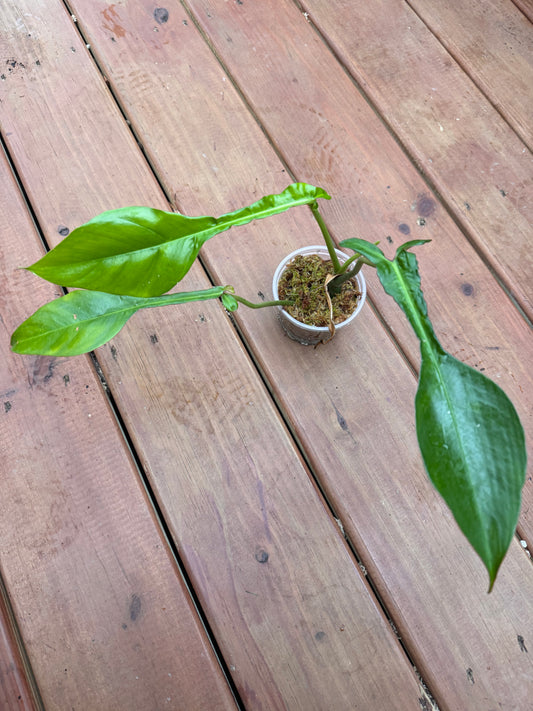 4” Philodendron Joepii