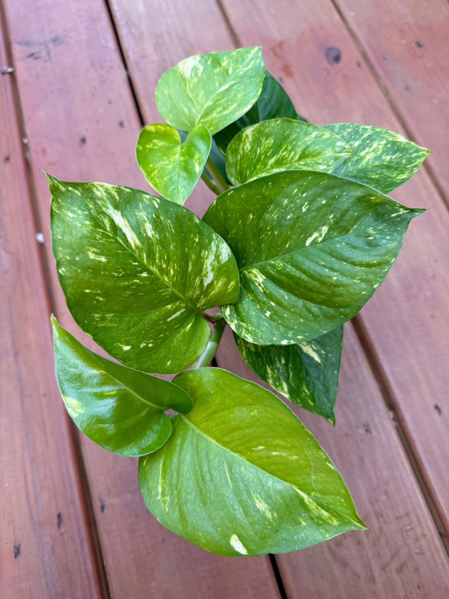 4” Golden Pothos