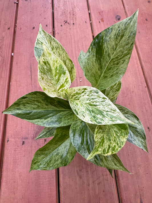 4" Marble Queen Pothos