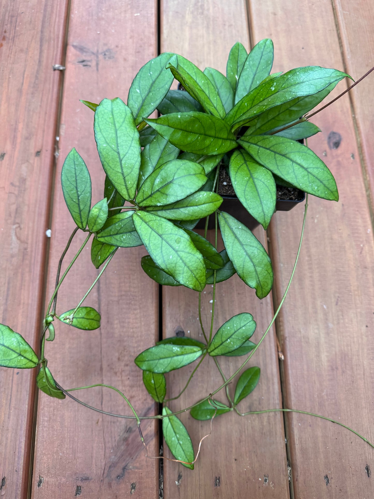 6” Hoya Crassipetiolata