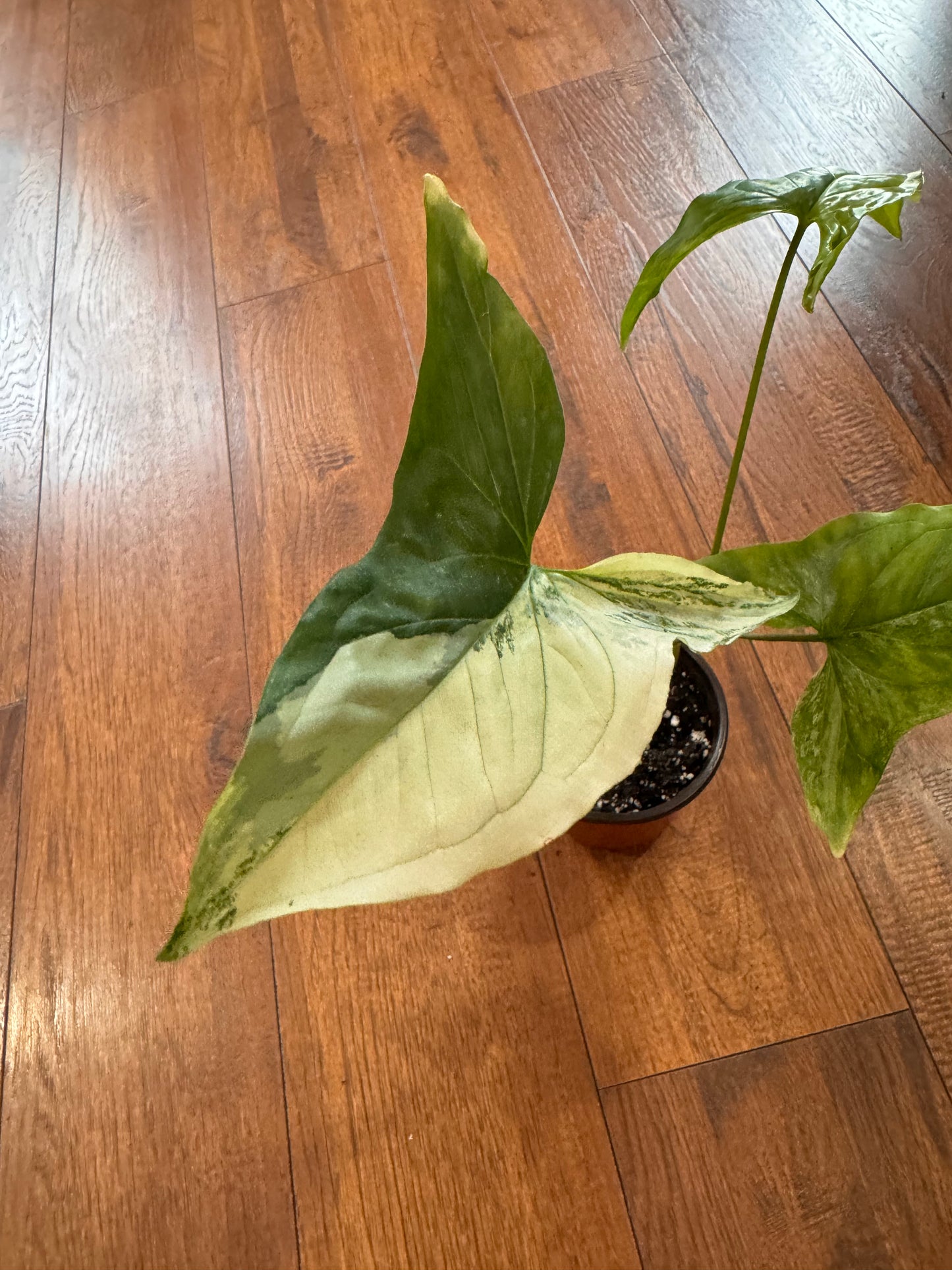 4” Syngonium Albo