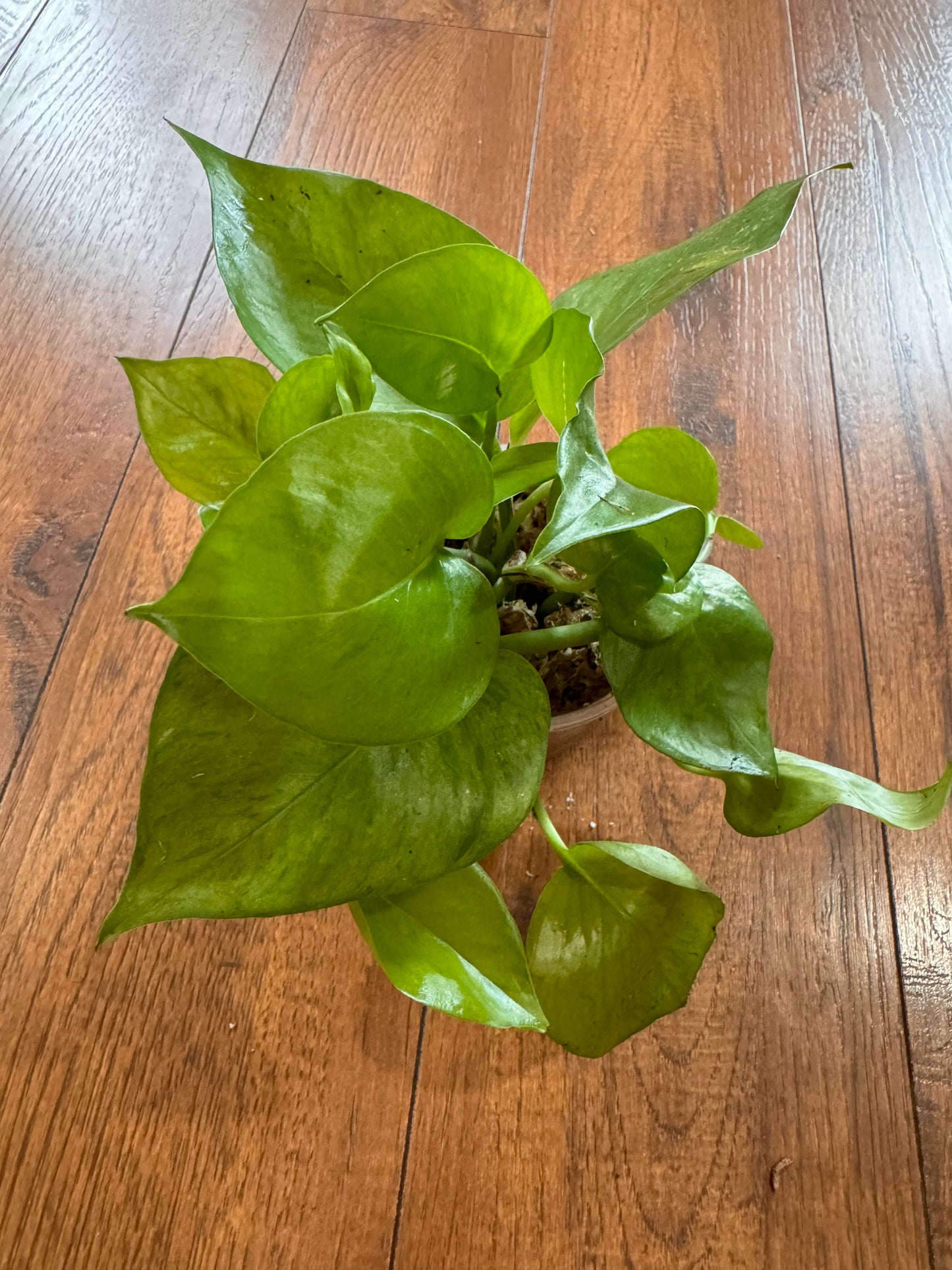 4” Jessenia Pothos