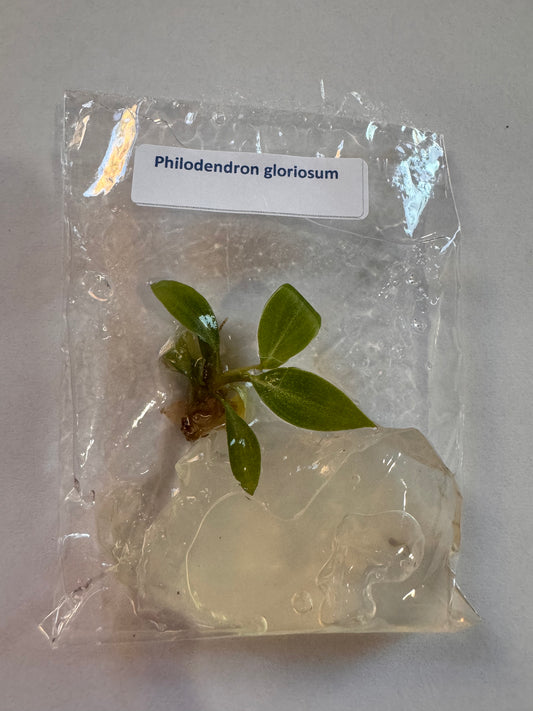 Philodendron Gloriosum Tissue Culture