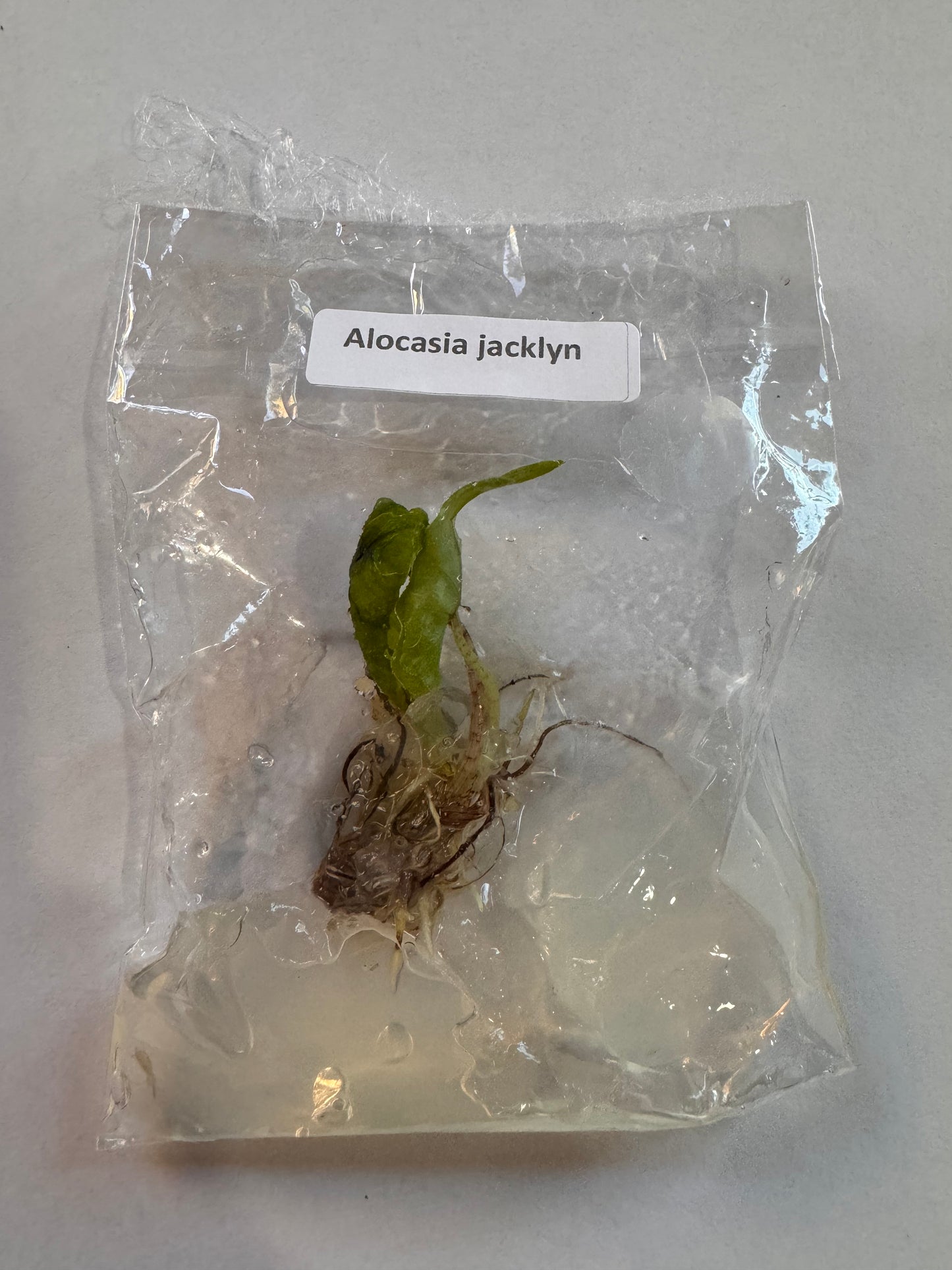 Alocasia Jacklyn Tissue Culture