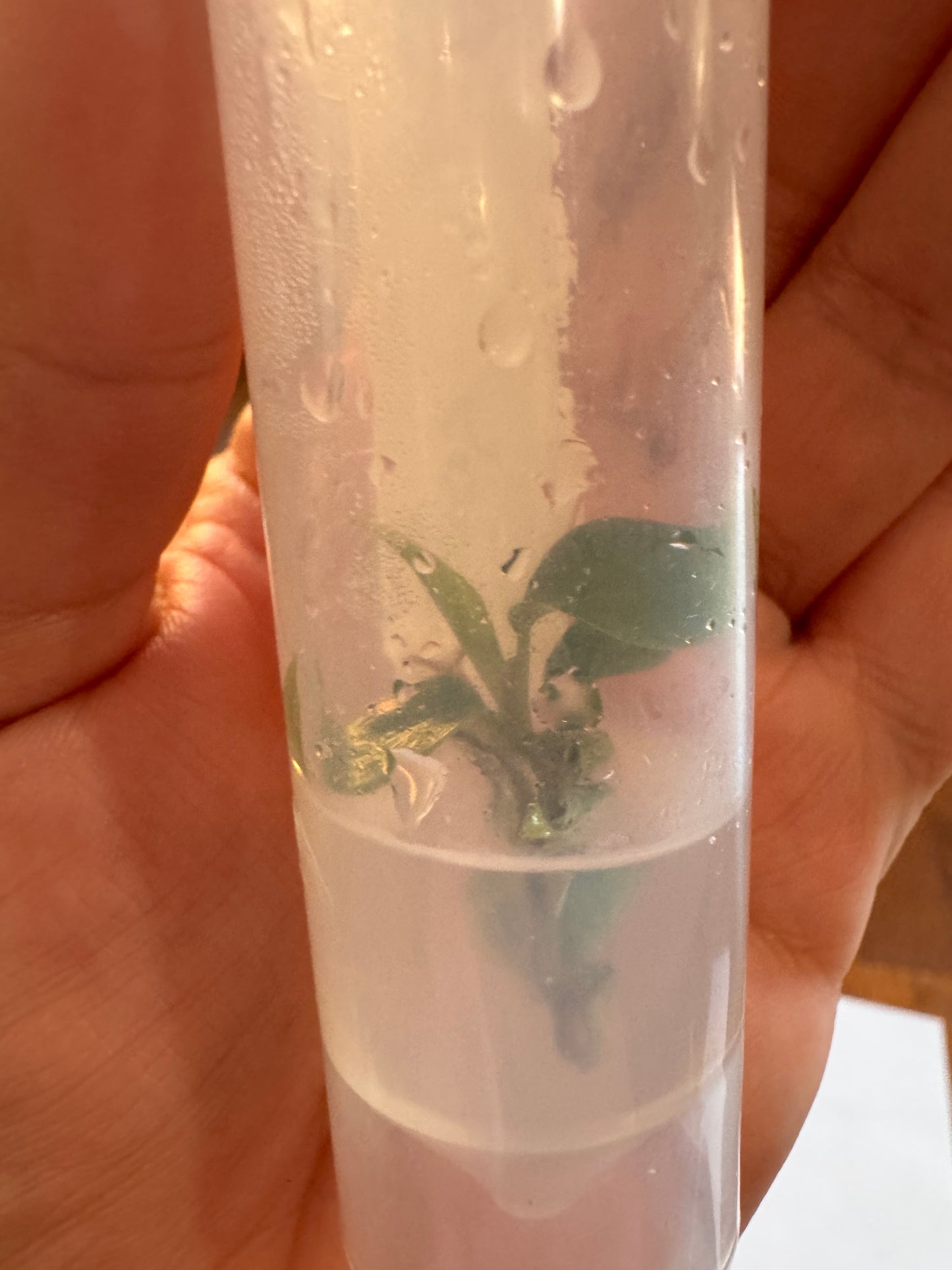 Philodendron Sodiroi Tissue Culture