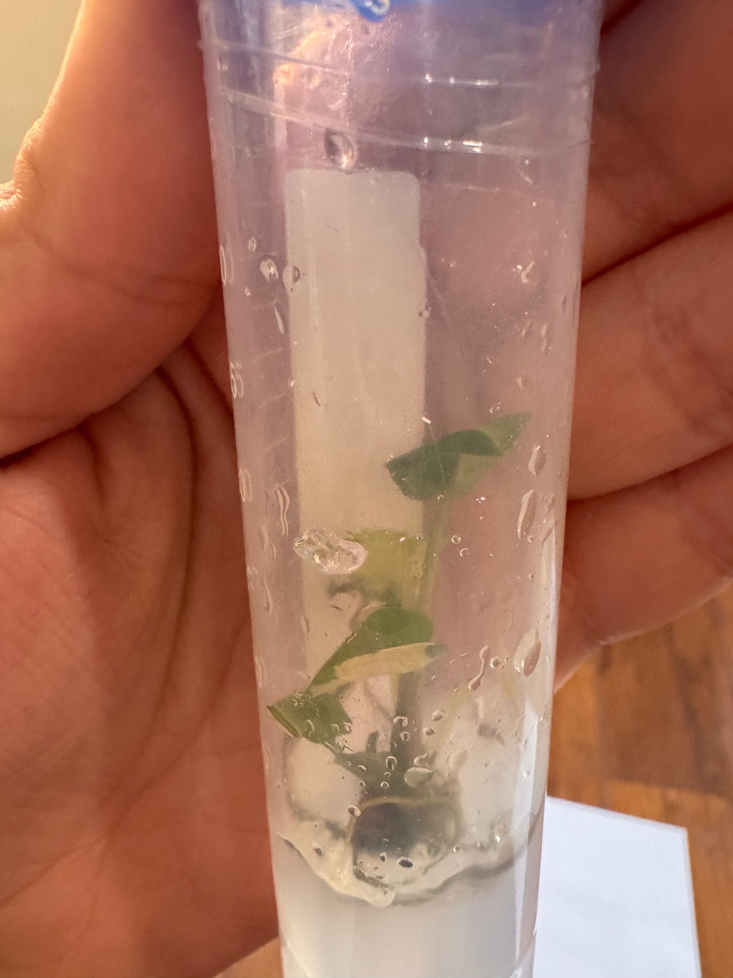 Syngonium Aurea Tissue Culture