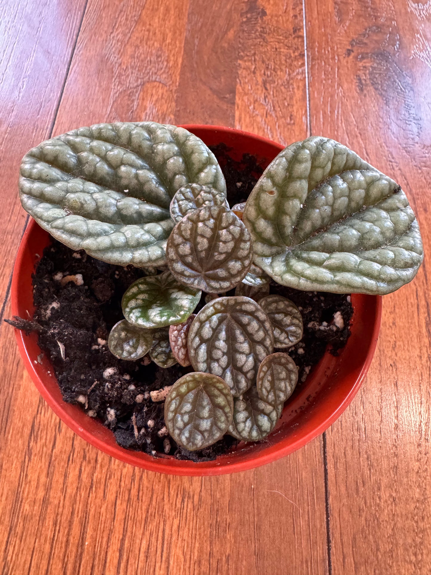 4” Peperomia Burbella