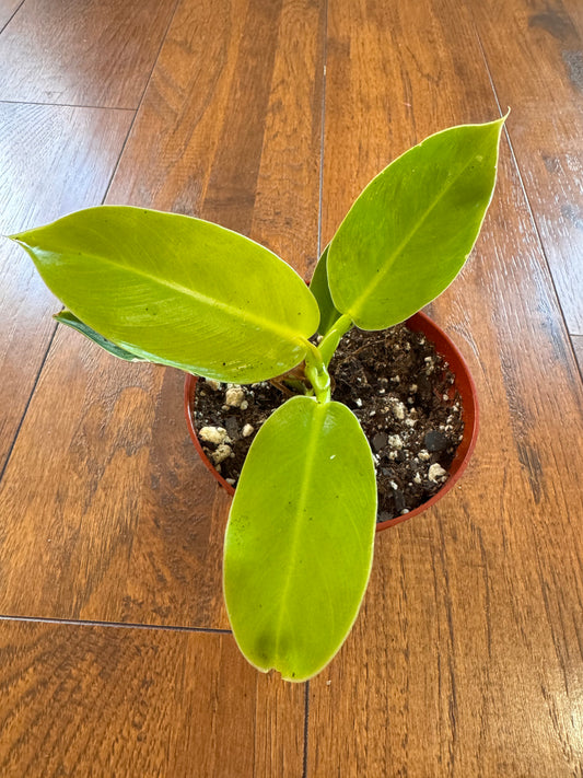 4” Philodendron Moonlight