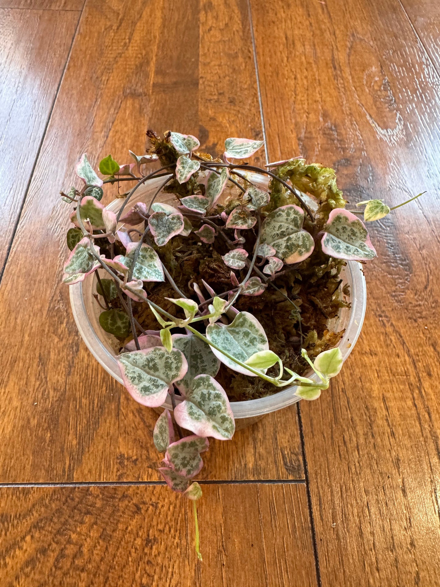 4” Variegated String Of Hearts