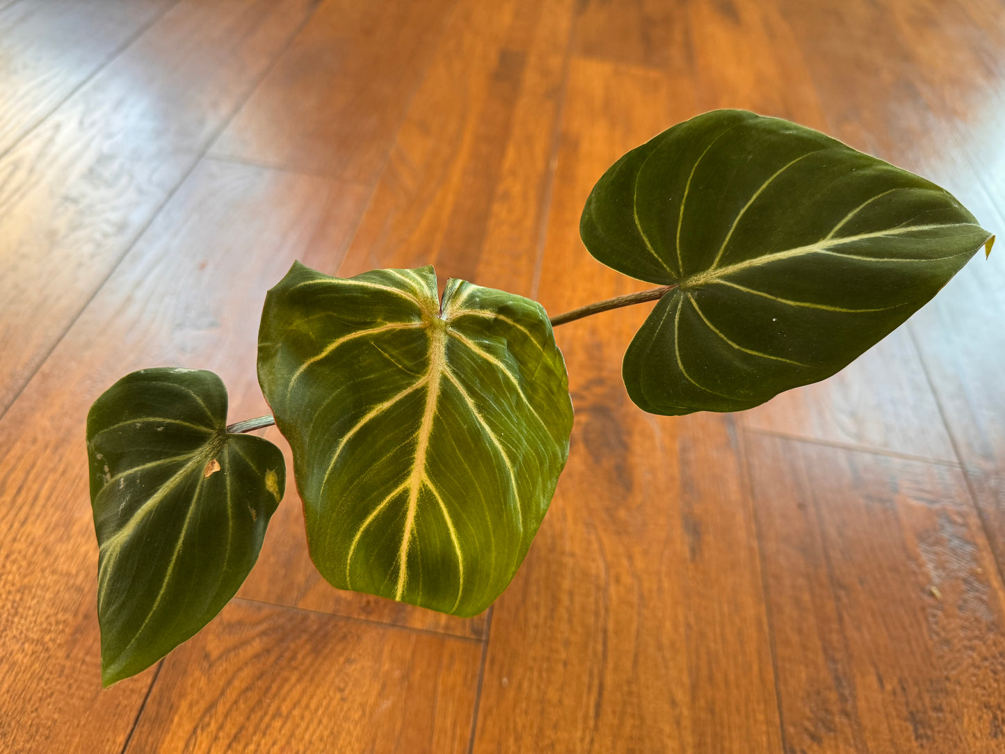 4” Philodendron Gloriosum