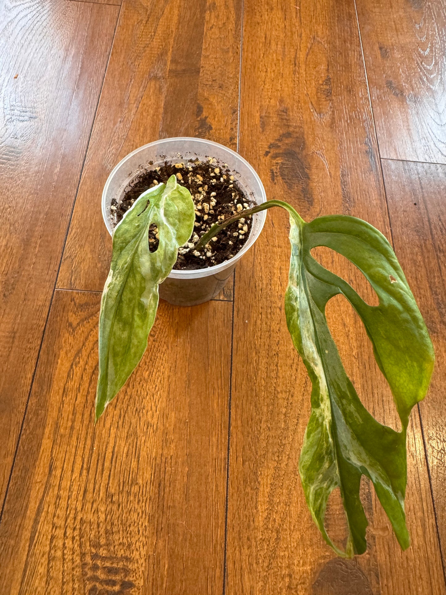 4” Monstera Adansonii Mint