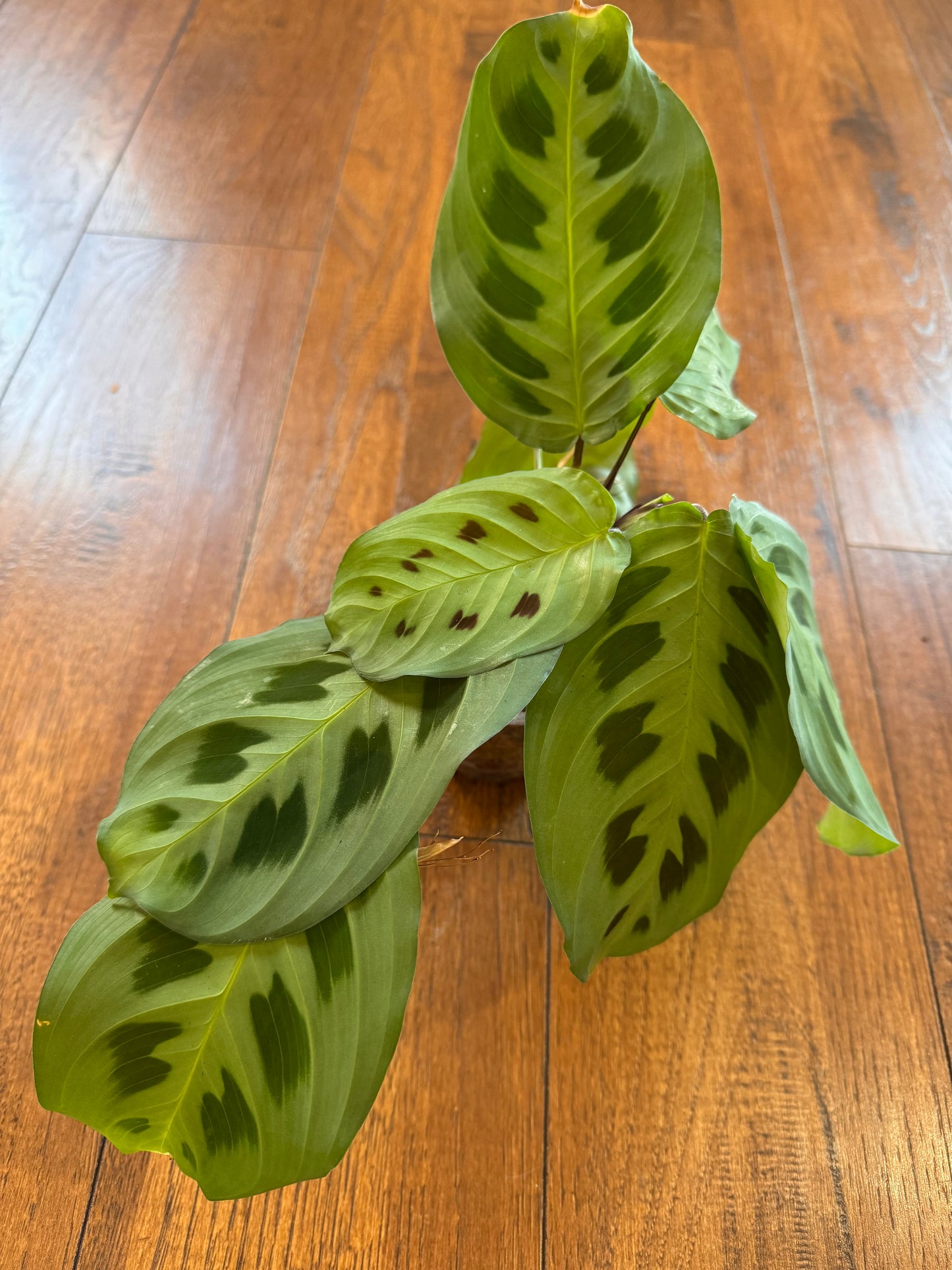 4” Calathea Kerchoveana “Rabbit’s Foot”