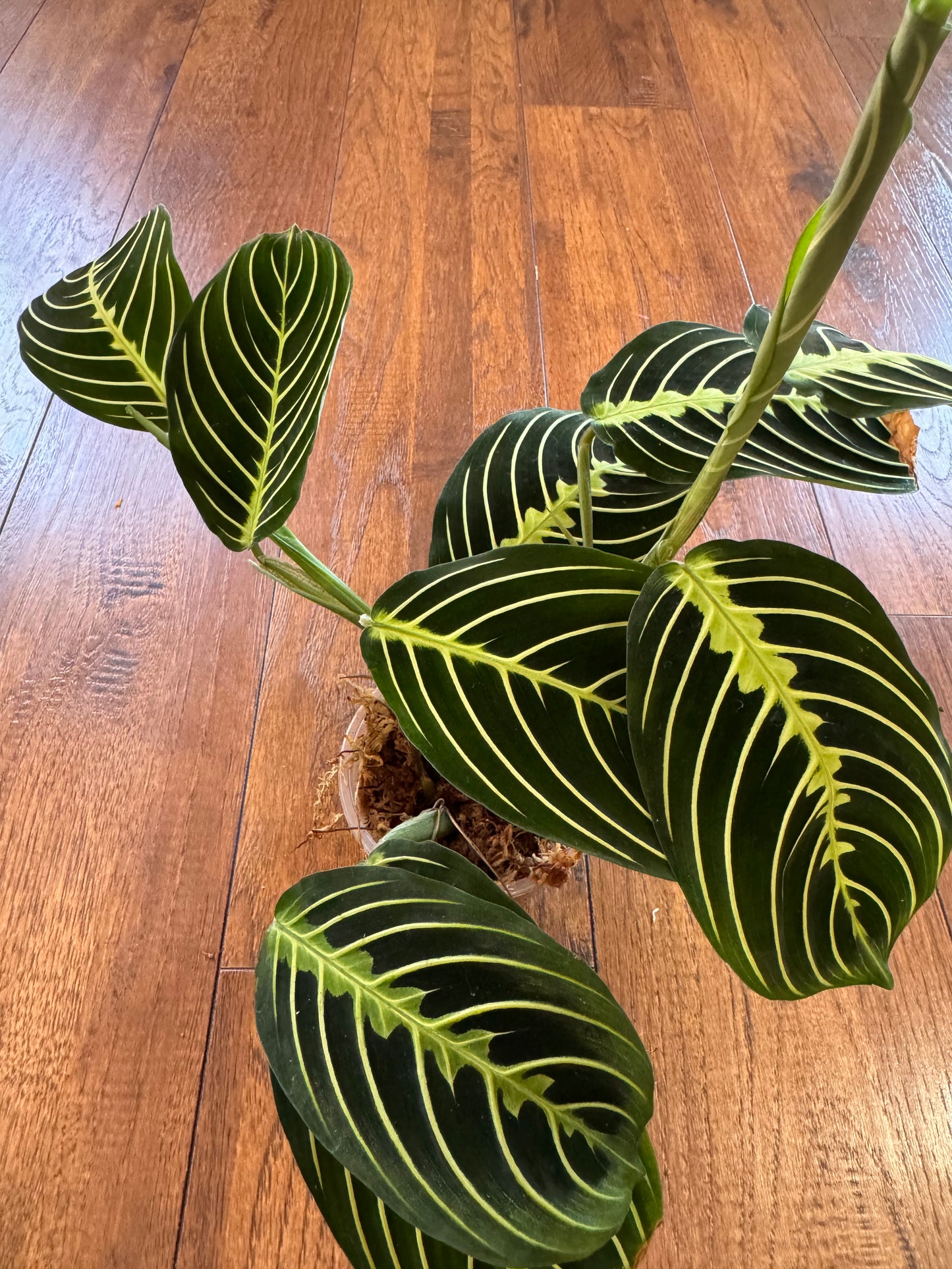 4” Maranta Leuconeura