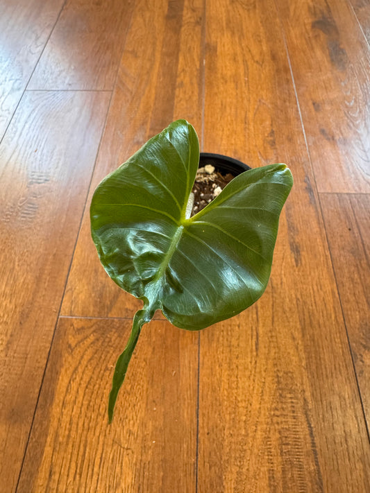 4” Alocasia Stingray