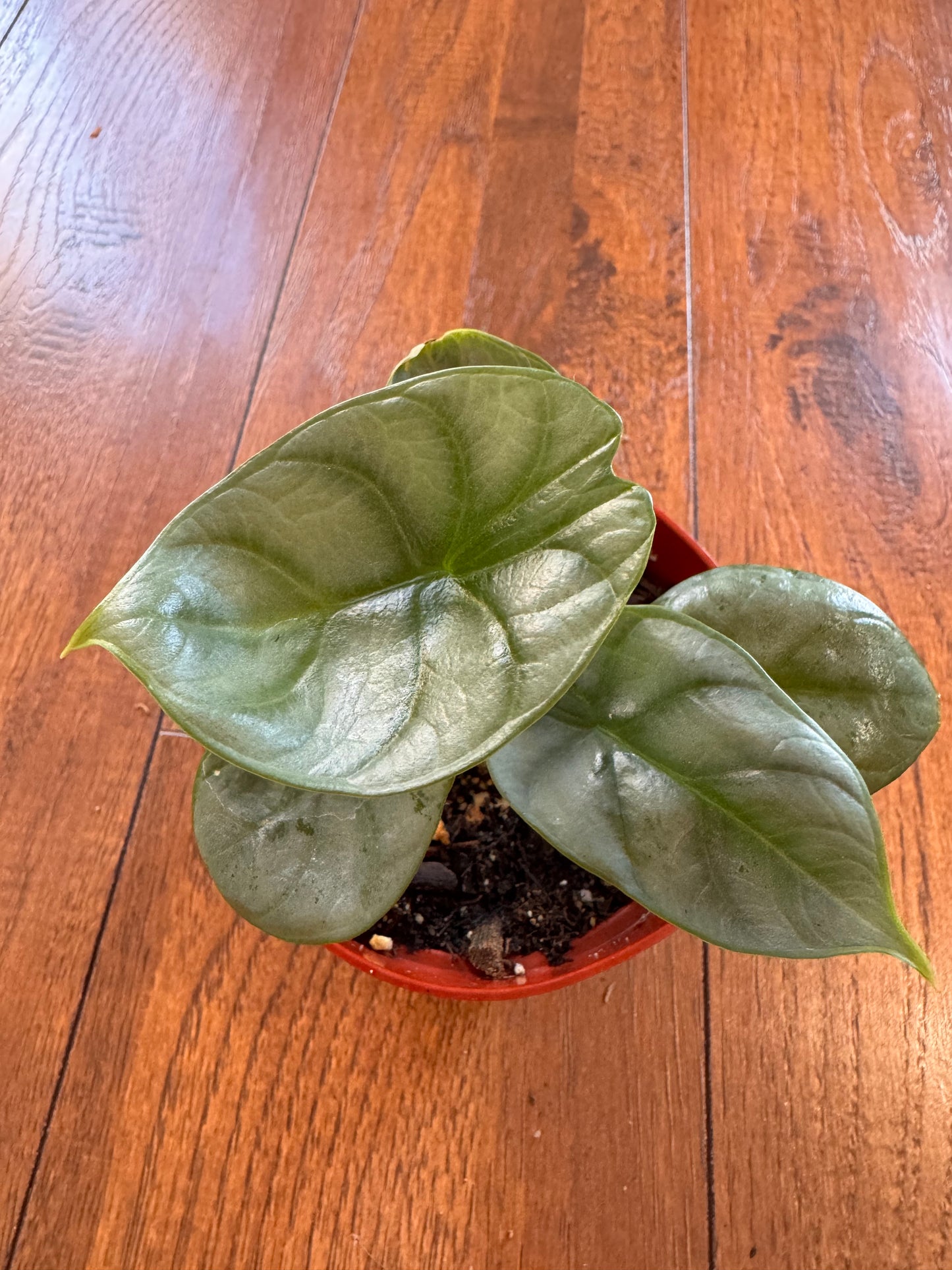 4” Silver Dragon Alocasia