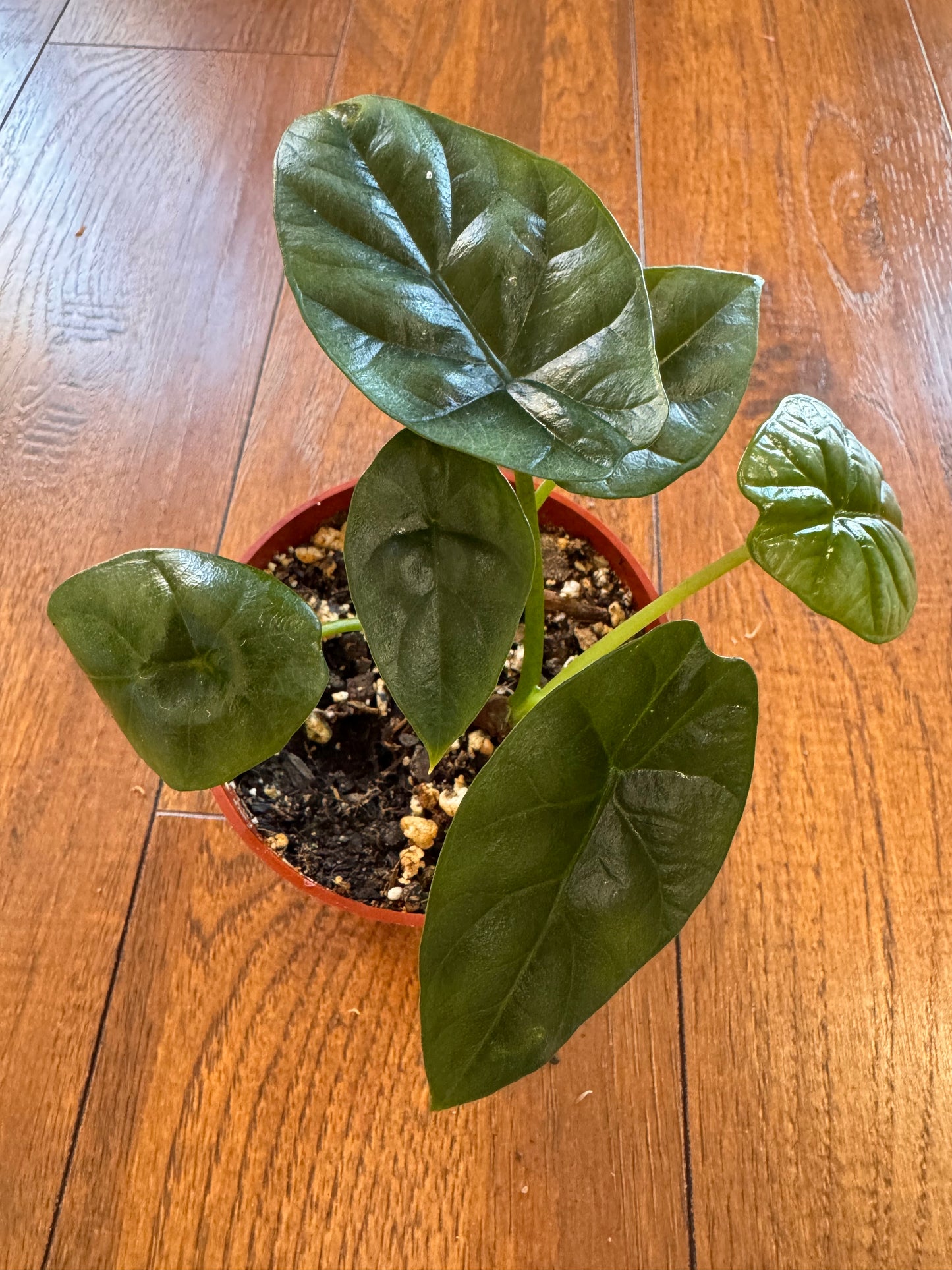 4” Alocasia Sinuata (Quilted Dreams)