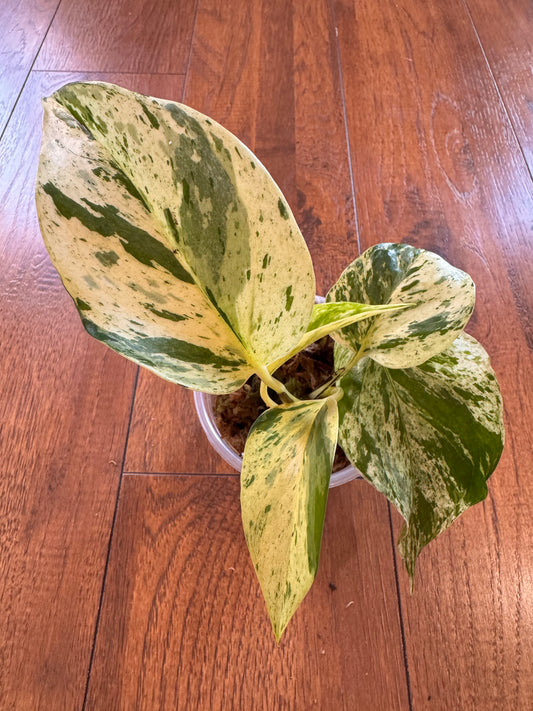 4" Snow Queen Pothos