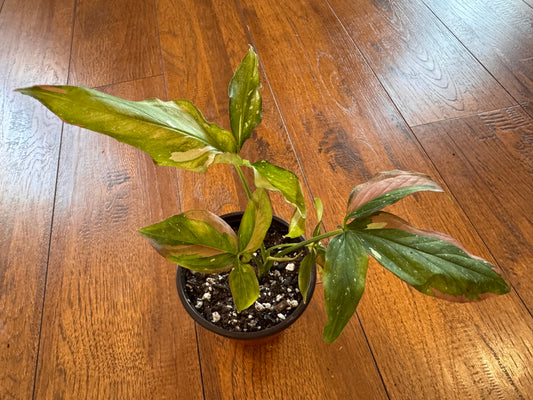 4” Red Spot Tricolor Syngonium