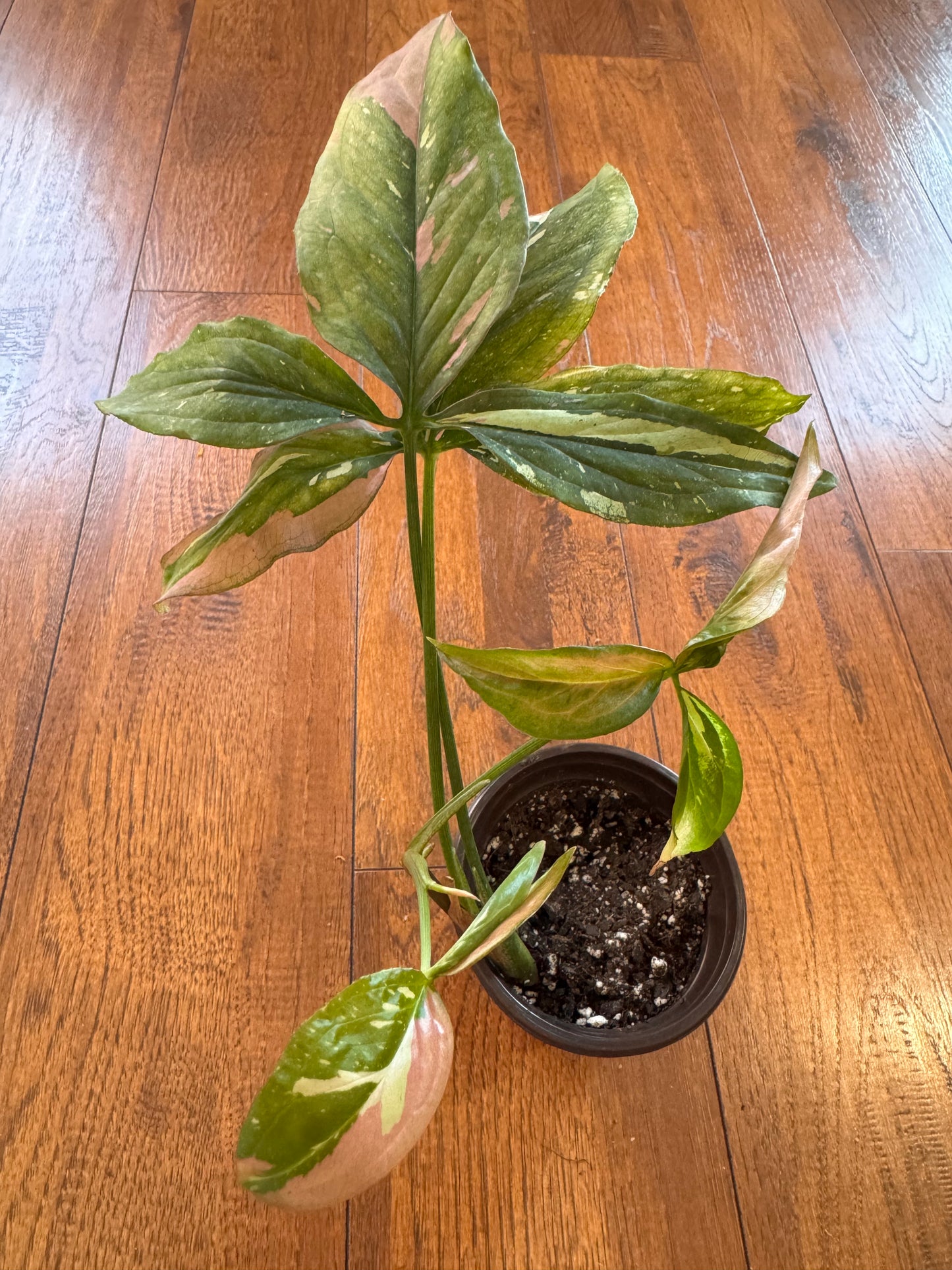 4" Syngonium Red Spot Tricolor