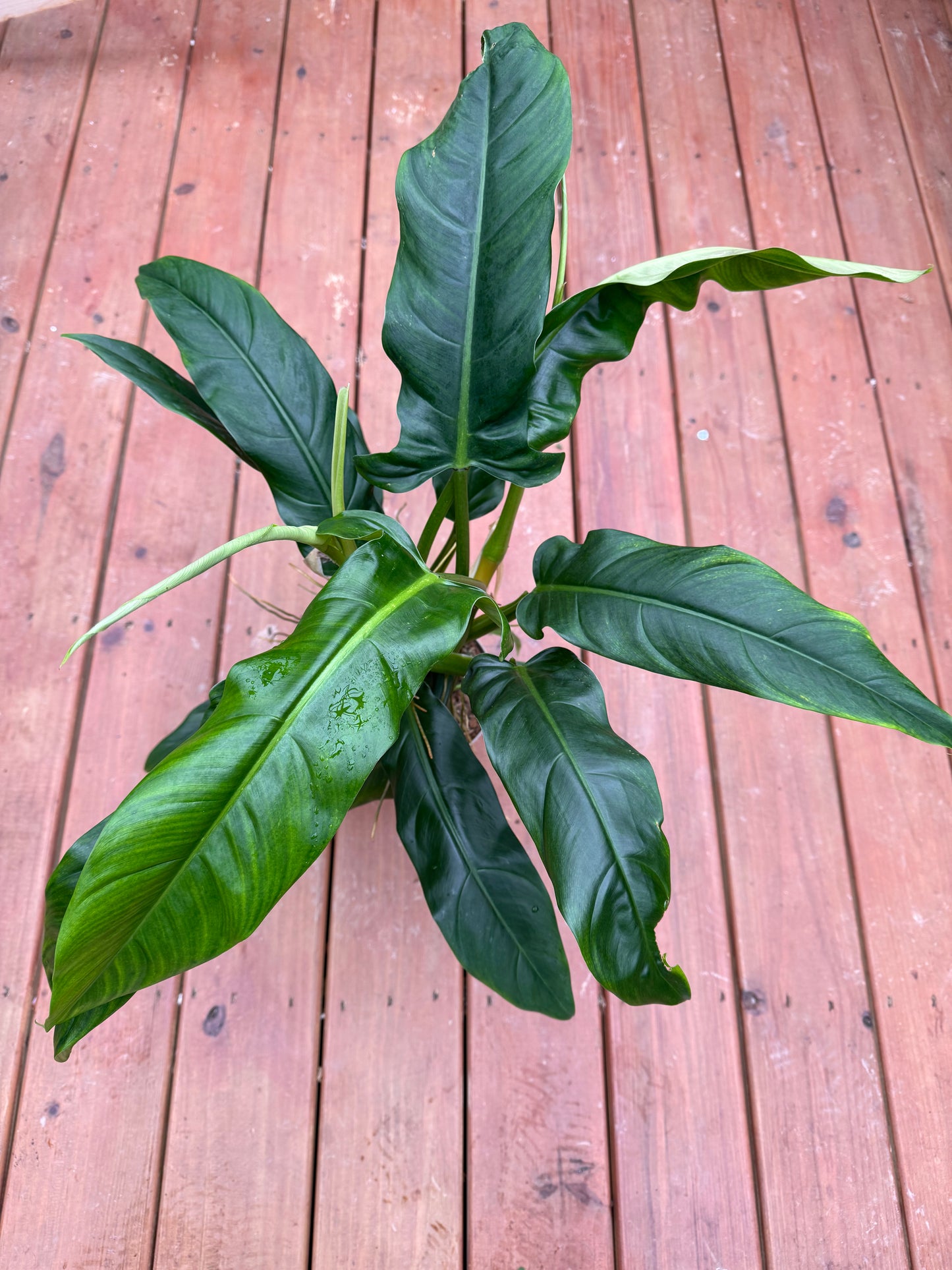 7” Philodendron Lapoanum - Local Pickup Only