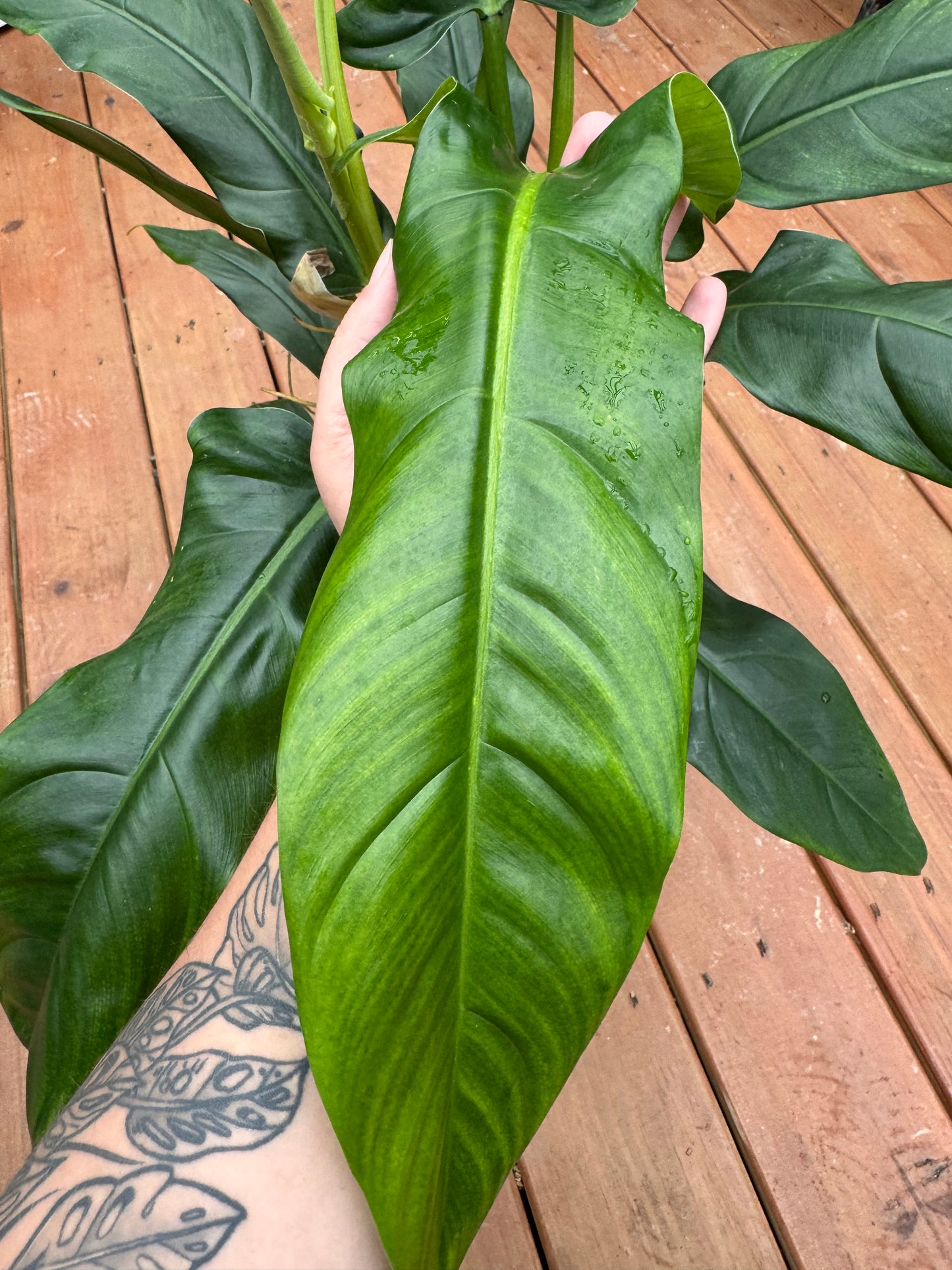 7” Philodendron Lapoanum - Local Pickup Only