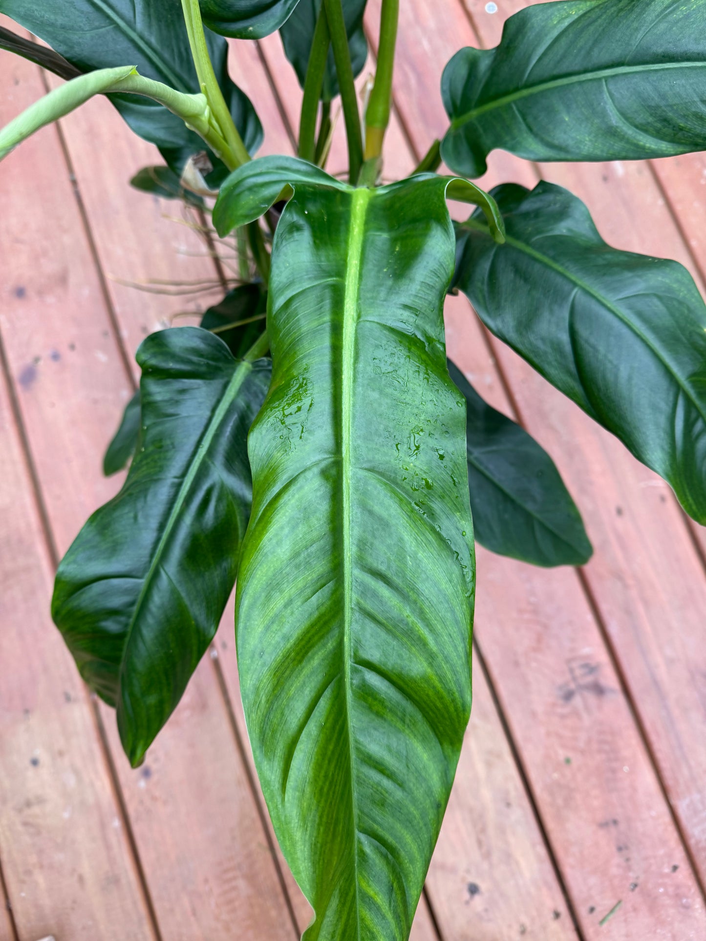 7” Philodendron Lapoanum - Local Pickup Only