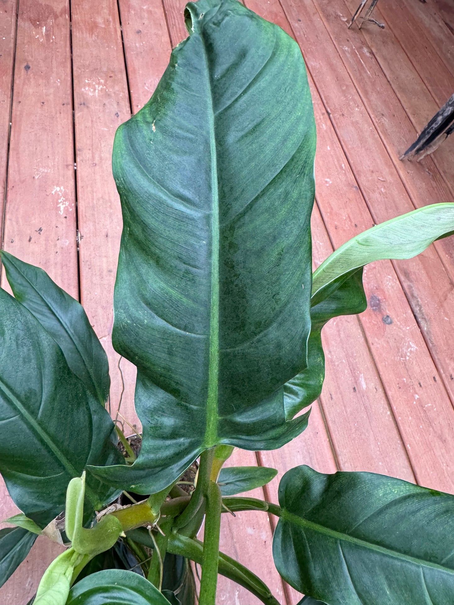 7” Philodendron Lapoanum - Local Pickup Only