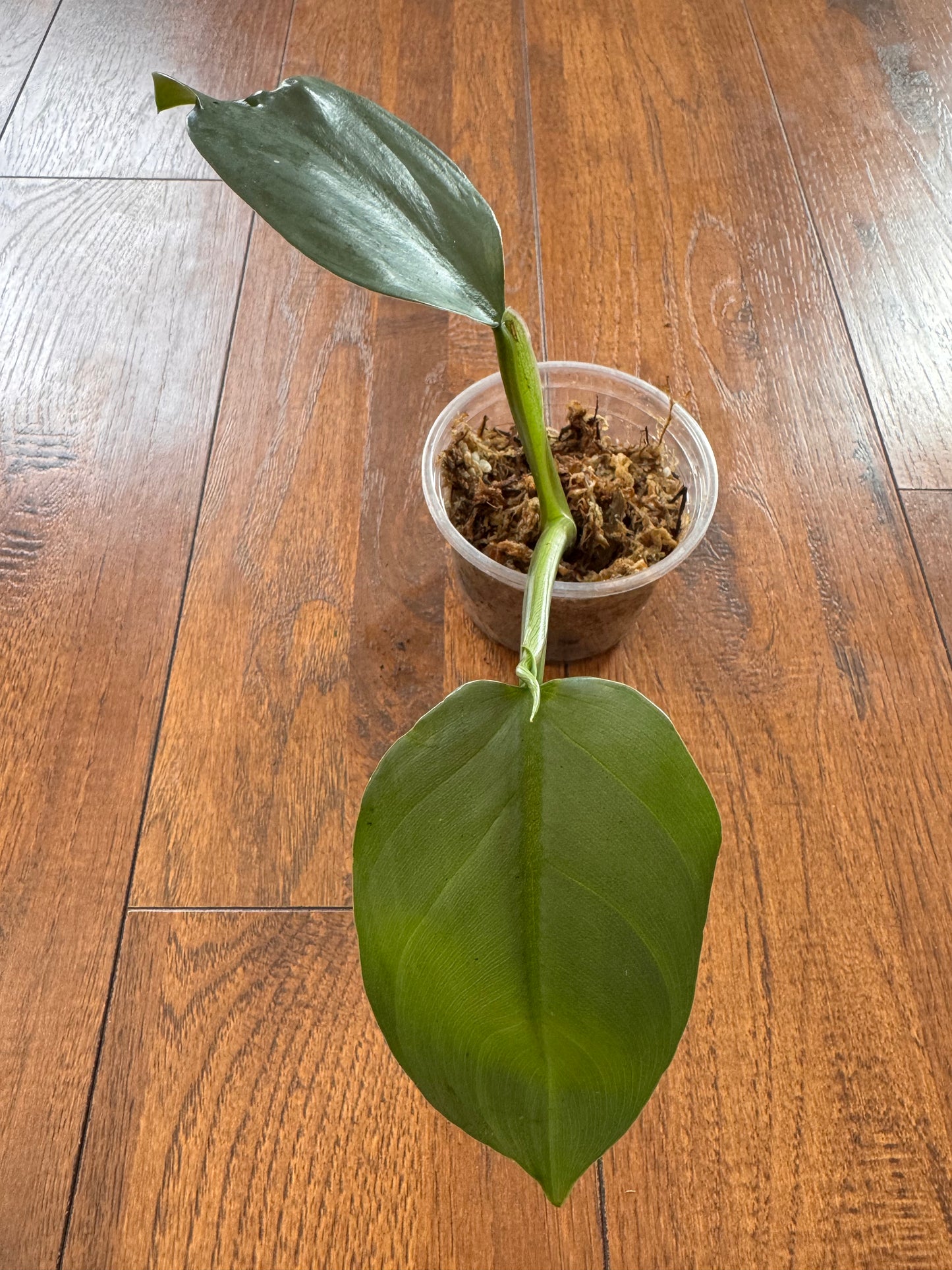 4” Philodendron Silver Sword