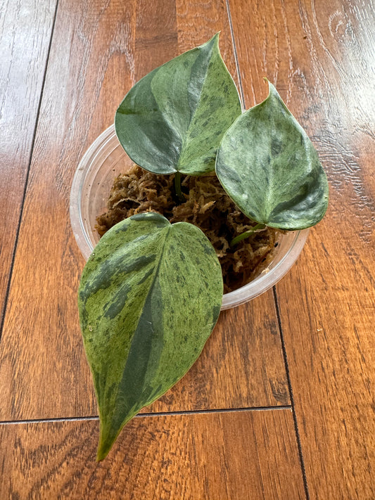 4” Variegated Heartleaf Philodendron - LIGHTLY ROOTED