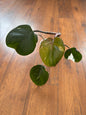 4” Philodendron White Knight