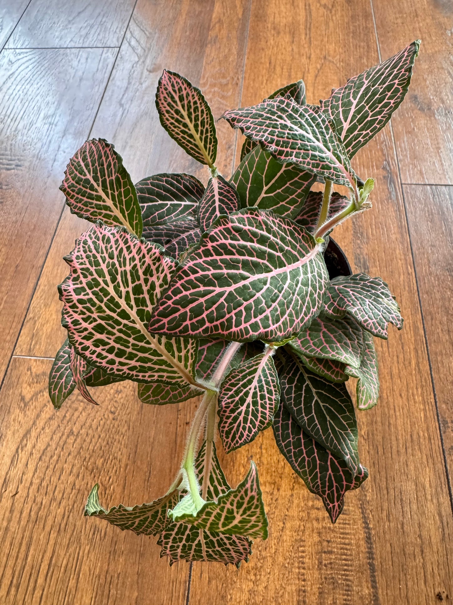 4” Pink Fittonia