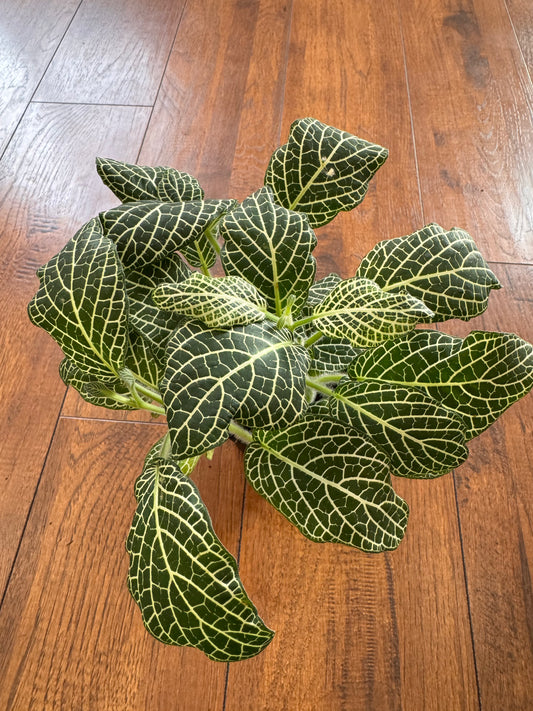 4” White Fittonia