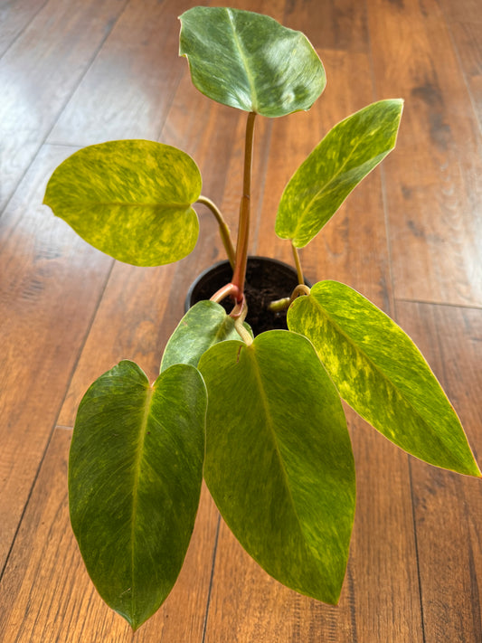 4" Philodendron Painted Lady