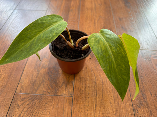 4” Philodendron Painted Lady