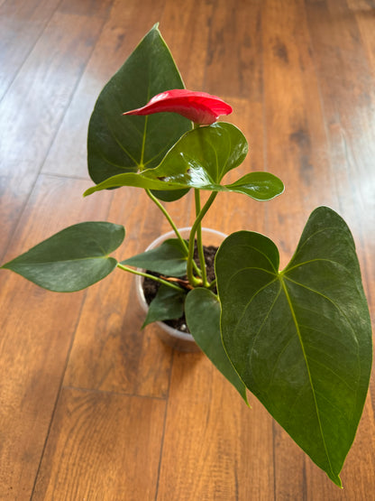 6” Anthurium Andraeanum Red