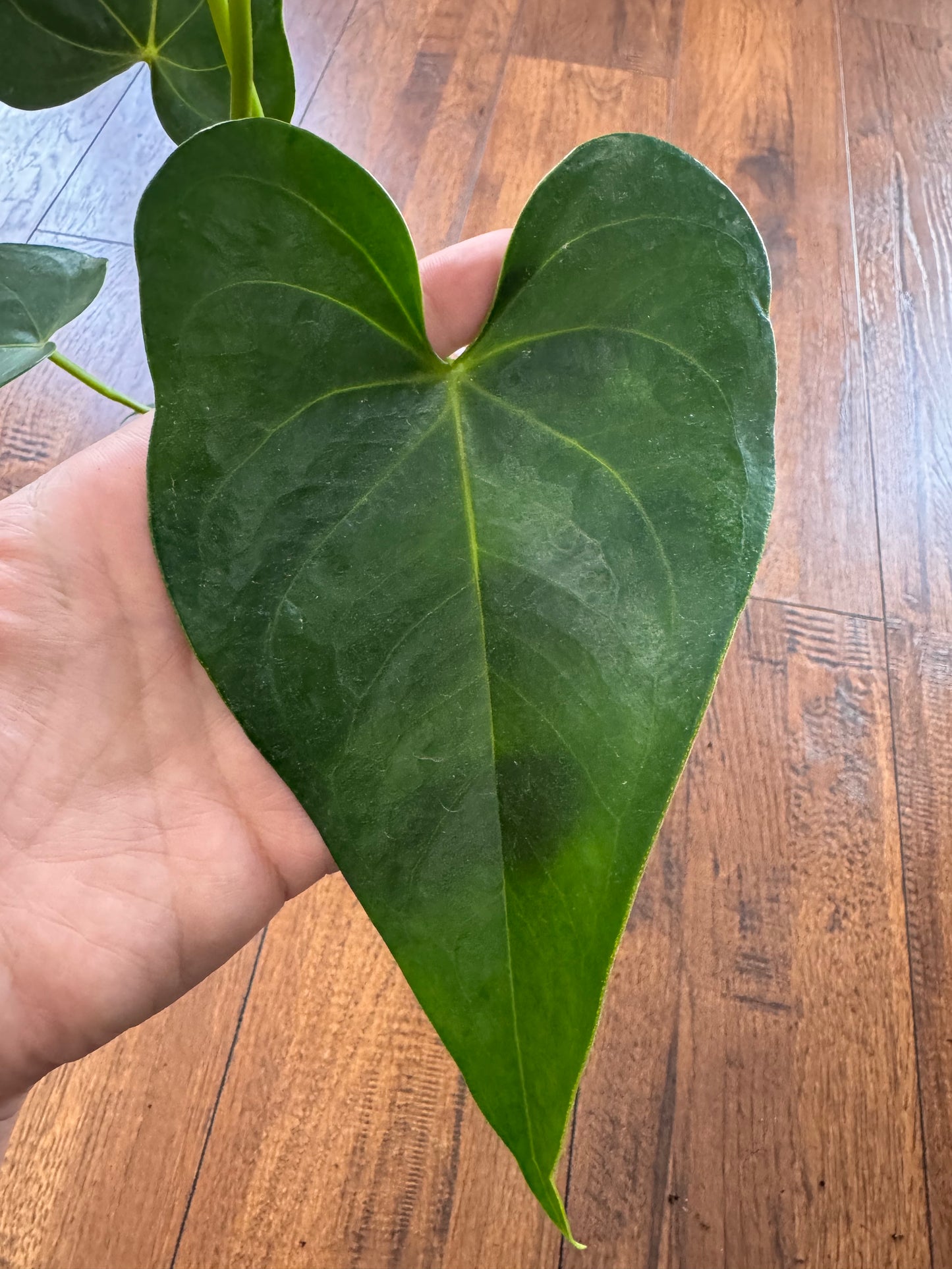 6” Anthurium Andraeanum Red