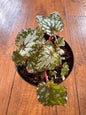 4” Begonia