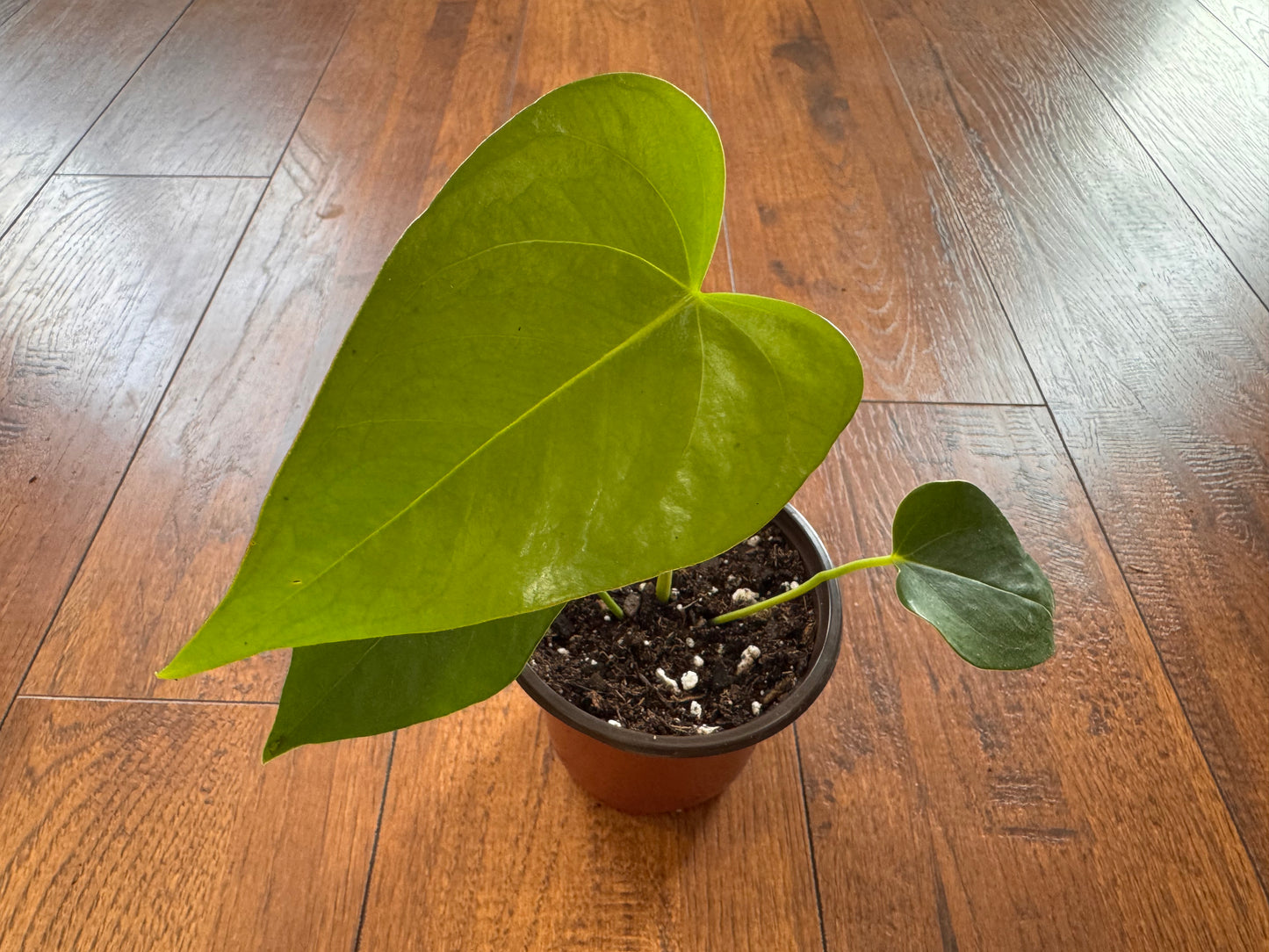 4” Anthurium Andraeanum Red