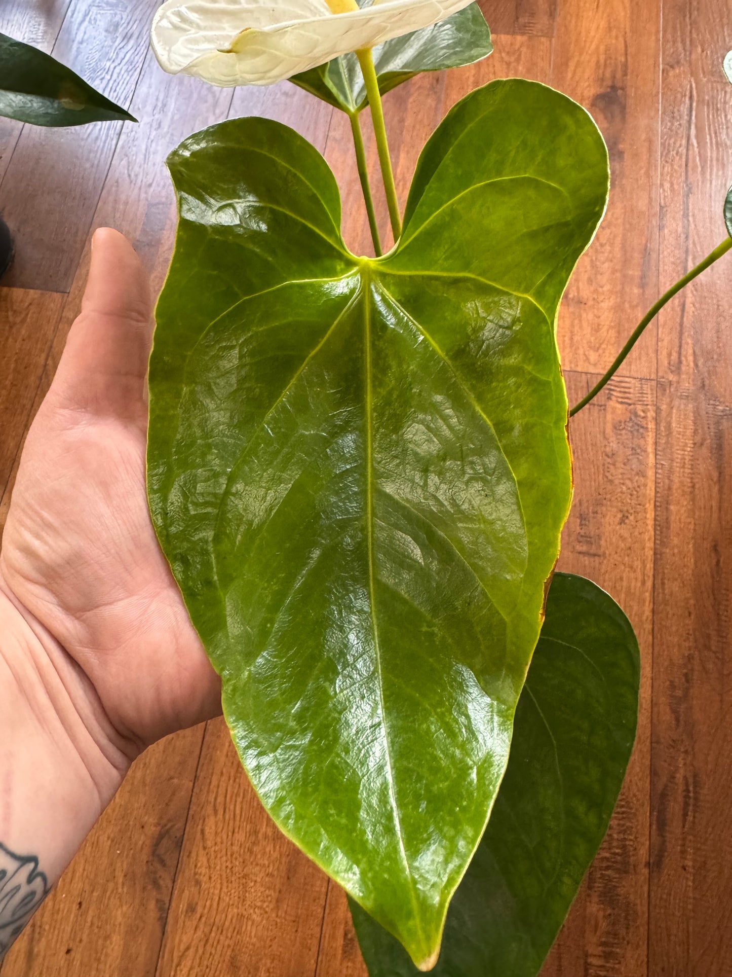 Anthurium Andraeanum White In A 1 Gallon Pot