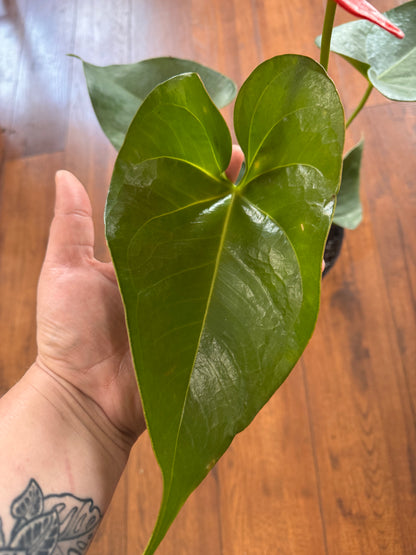 Anthurium Andraeanum Red In A 1 Gallon Pot