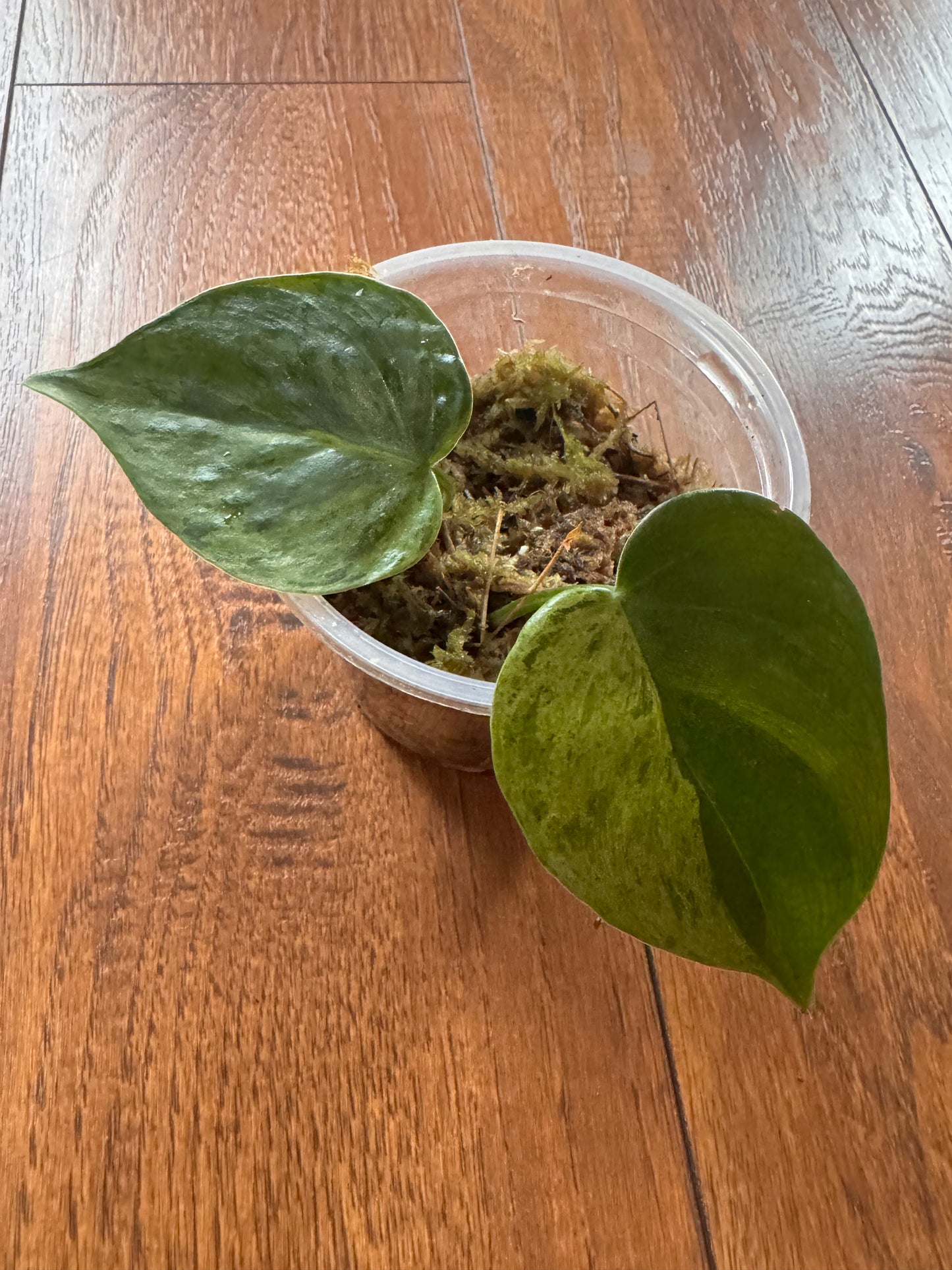 4” Variegated Heartleaf Philodendron