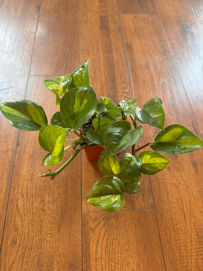 4” Global Green Pothos