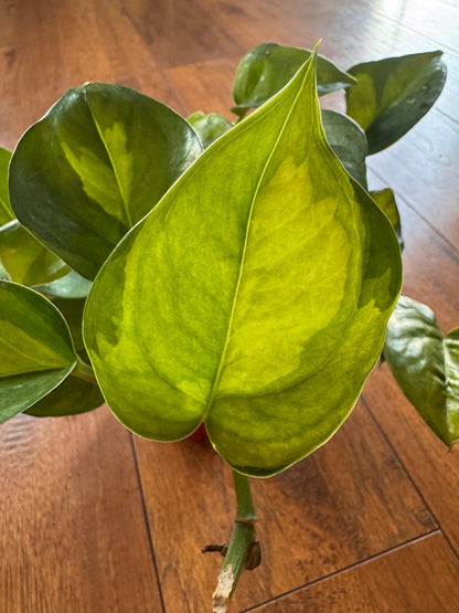 4” Global Green Pothos