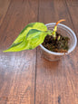 4” Philodendron Gabby