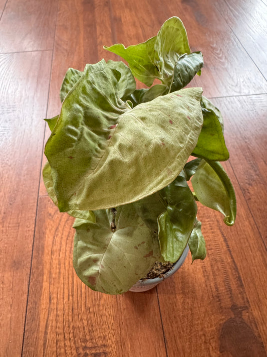 4” Syngonium Milk Confetti