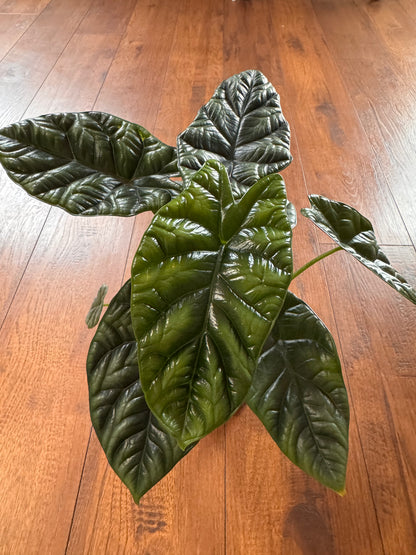 4” Alocasia Sinuata (Quilted Dreams)